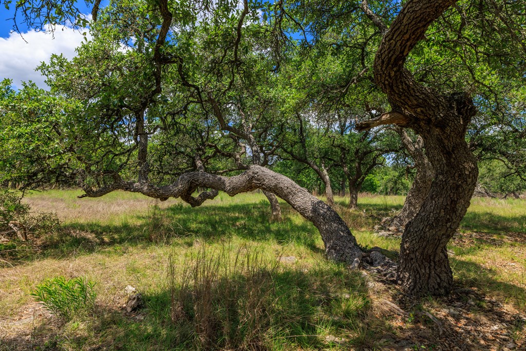 2100 Grape Creek Rd photo 18