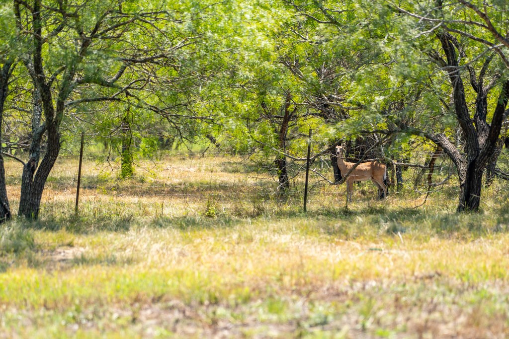 Lot 2 Mariposa Dr photo 10
