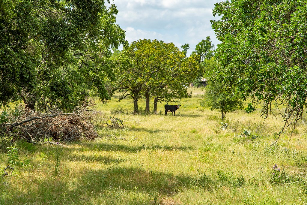 21882 FM 2093 photo 6